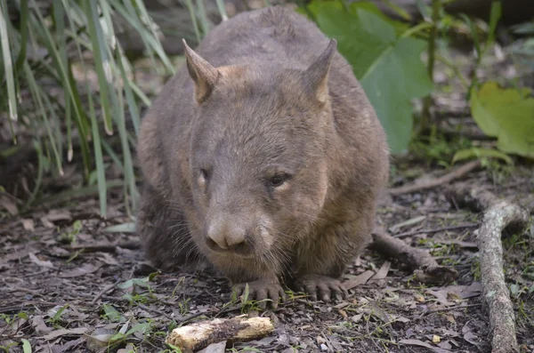 Australische wombat — Stockfoto