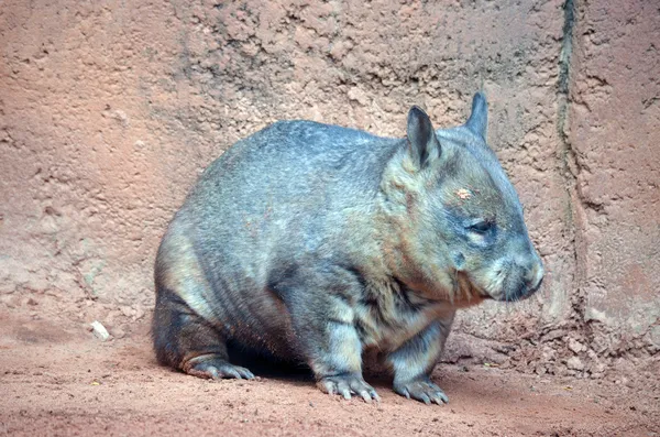 Australian wombat — Stock Photo, Image