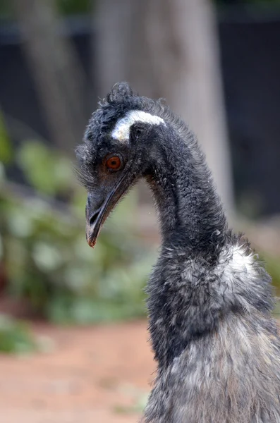 Emú australiano — Foto de Stock