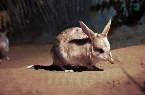 Avustralya bilby