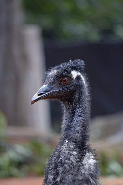 Australian emu — Stock Photo, Image