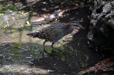 Buff şeritli demiryolu