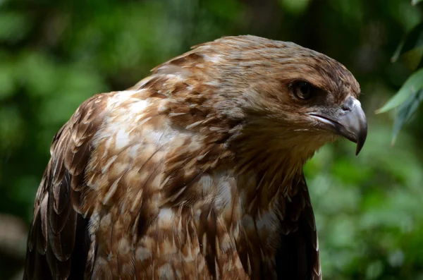 Pískání draka — Stock fotografie