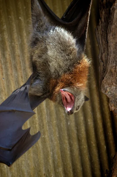 Τρομακτικό νυχτερίδα — Φωτογραφία Αρχείου
