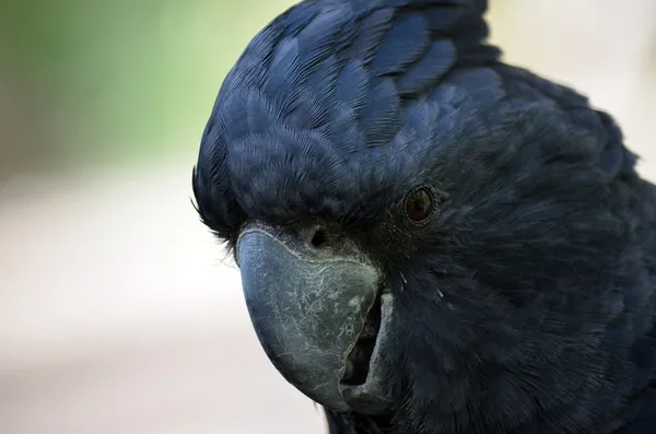 Cacatúa negra de cola roja —  Fotos de Stock