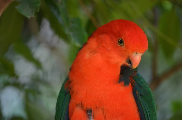 Australian king parrot — Stock Photo, Image