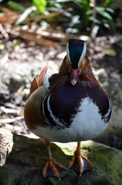 Canard mandarin — Photo