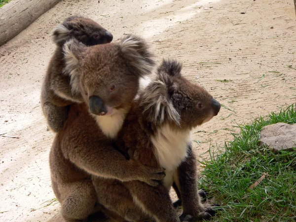 Familia Koala — Foto de Stock