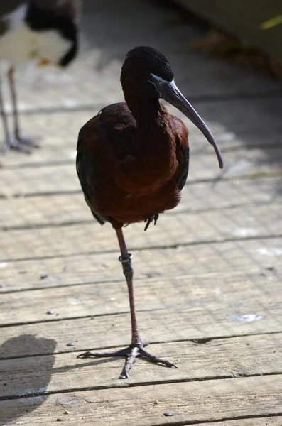 Zwarte ibis — Stockfoto