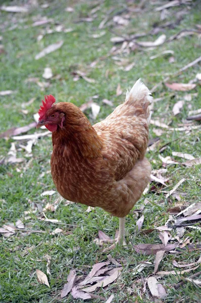 Rooster — Stock Photo, Image