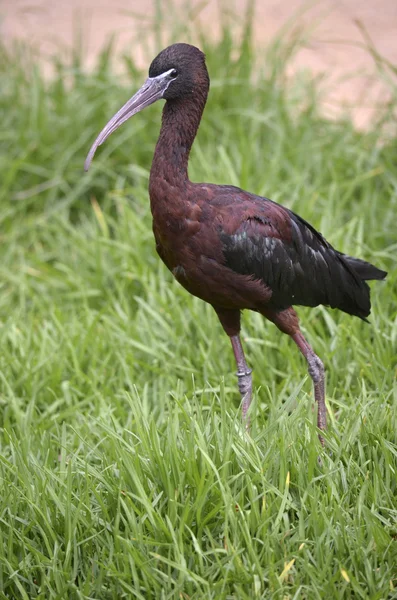 Zwarte ibis — Stockfoto