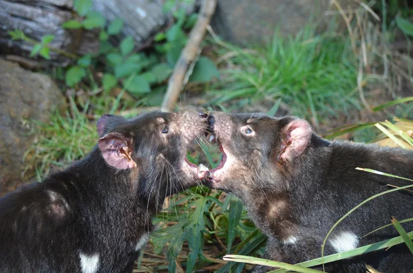 Tazmanya devils — Stok fotoğraf