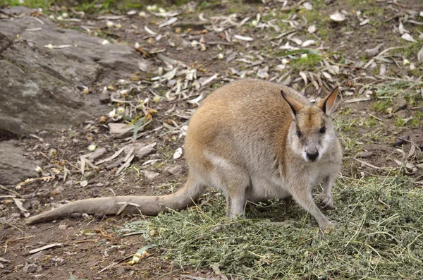 Ágil Wallaby — Fotografia de Stock