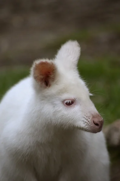 Albino wallaby — Stockfoto