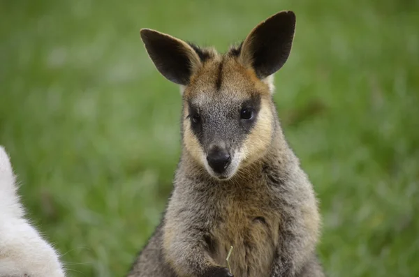 Sumpfwallaby — Stockfoto