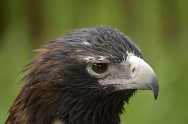 Kil tailed örn — Stockfoto