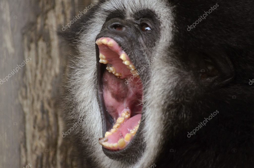 White handed gibbon Stock Photo by ©ozflash 26541961