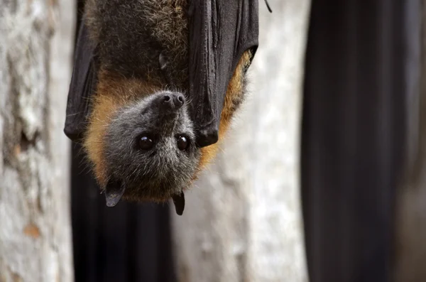 Morcego australiano — Fotografia de Stock