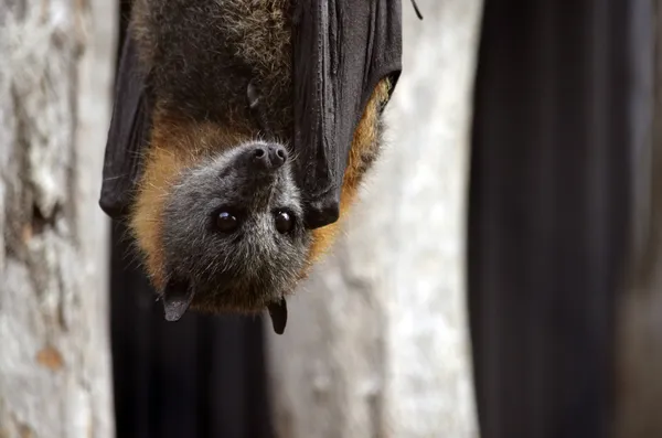 Australische Fledermaus — Stockfoto