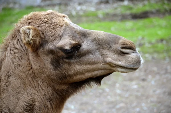 Camel — Stock Photo, Image