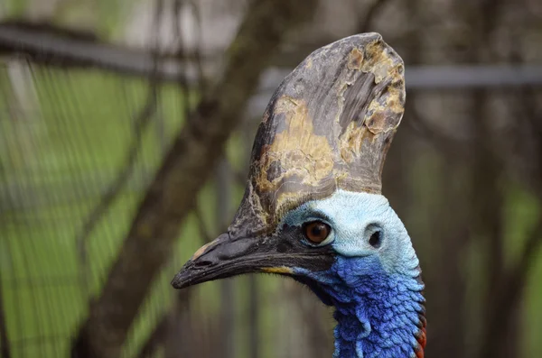 Southern cassowary — Stock fotografie