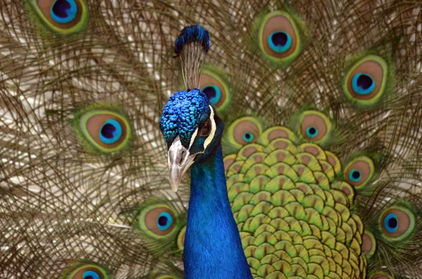 Pavo real — Foto de Stock