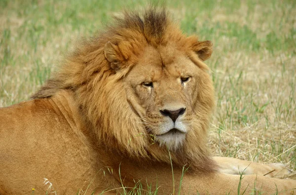 León. — Foto de Stock