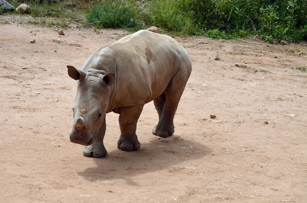 Les jeunes rhinocéros — Photo