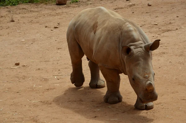 Les jeunes rhinocéros — Photo