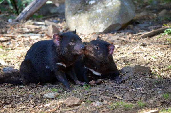 Tazmanya devils