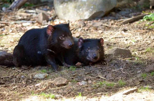 Two tasmanian devils — Stock Photo, Image