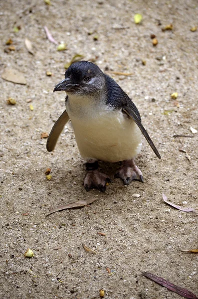 Pingüino de hadas — Foto de Stock