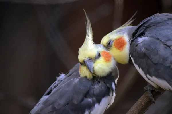 Cockatiel — стокове фото