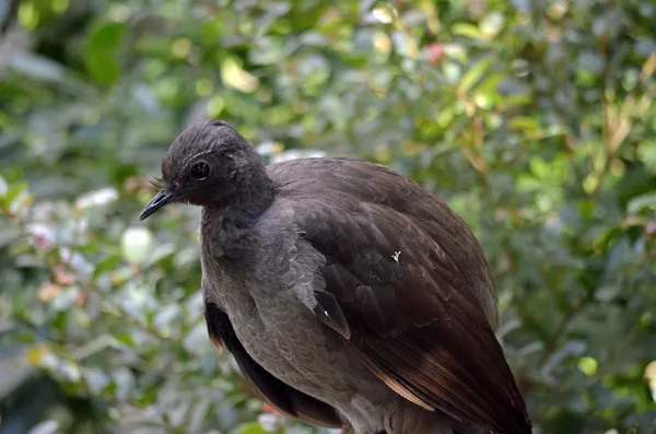 Pájaro lira — Foto de Stock