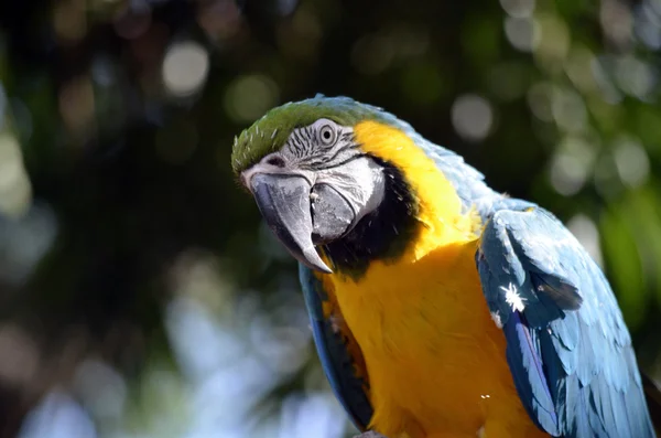 Macaw — Stock Photo, Image