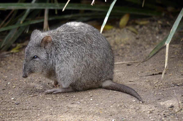 Lång näsa potoroo eller råtta känguru — Stockfoto