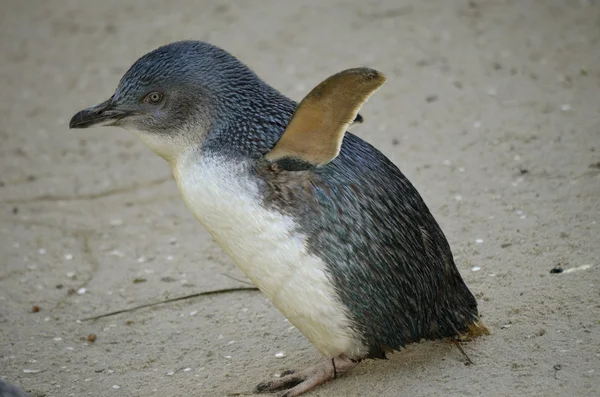 Pingüino de hadas — Foto de Stock