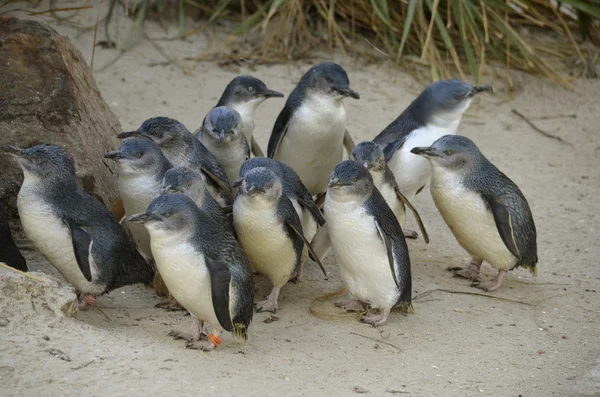 Peri penguen kolonisi