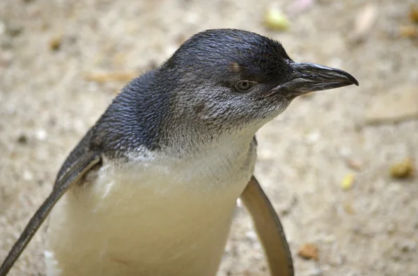 Fairy penguin — Stock Photo, Image