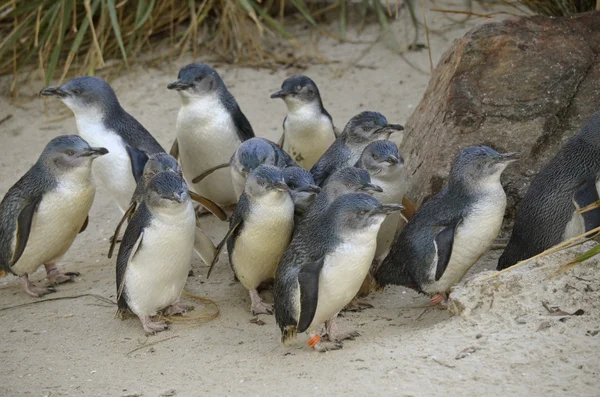 Colonia de pingüinos de hadas — Foto de Stock