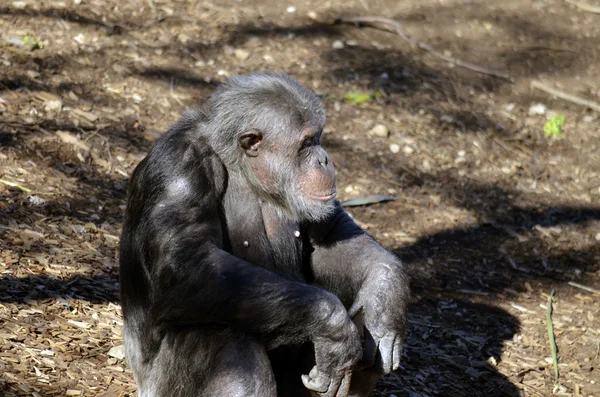 Chimpanzee — Stock Photo, Image