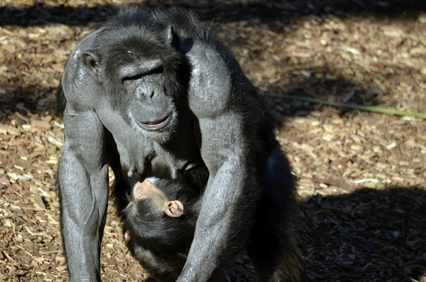 Chimpanzee with child — Stock Photo, Image