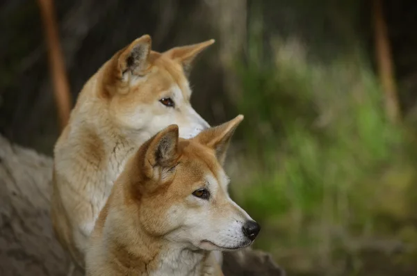 2 Gouden dingos — Stockfoto