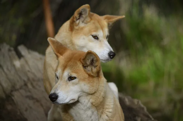 2 dingos dourados — Fotografia de Stock