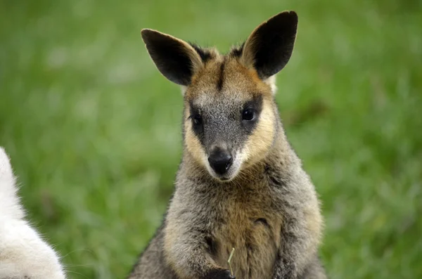Bataklık wallaby — Stok fotoğraf