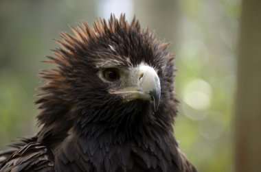 kama kuyruklu kartal