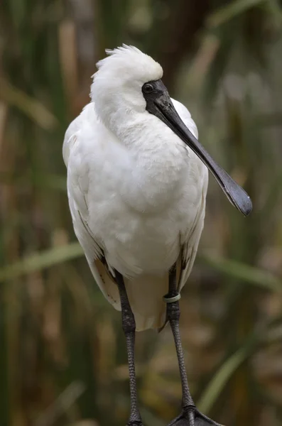 Koninklijke lepelaar — Stockfoto