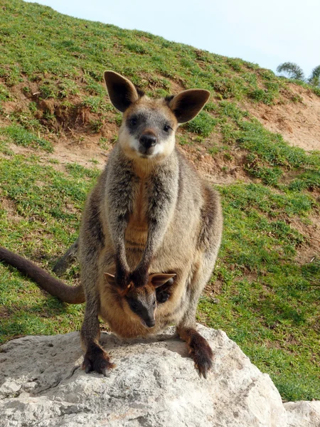 Moeras wallaby en joey — Stockfoto