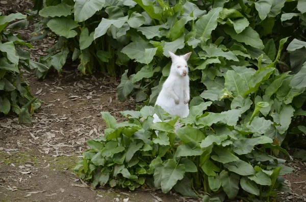 Wombat Albino — Foto de Stock