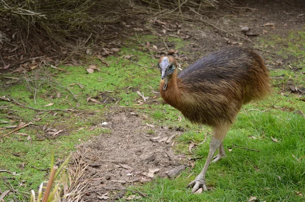 Young cassowary — Stock Photo, Image